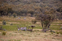 Wildlife from Naivasha, Kenya