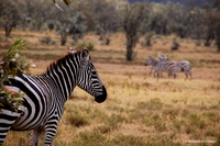 Wildlife from Naivasha, Kenya
