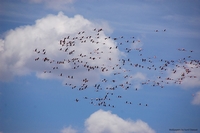 Wildlife from Naivasha, Kenya