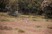 Wildlife from Naivasha, Kenya