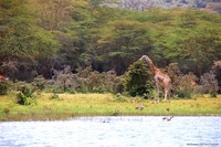 Wildlife from Naivasha, Kenya