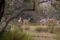 Wildlife from Naivasha, Kenya
