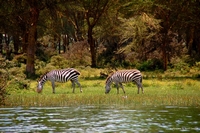 Wildlife from Naivasha, Kenya