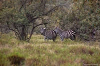 Wildlife from Naivasha, Kenya