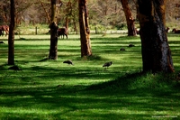 Wildlife from Naivasha, Kenya