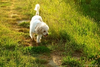 Lovable dogs and puppies