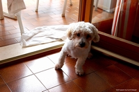 Lovable dogs and puppies