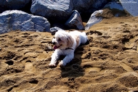Lovable dogs and puppies