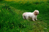 Lovable dogs and puppies