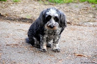 Lovable dogs and puppies