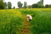Lovable dogs and puppies