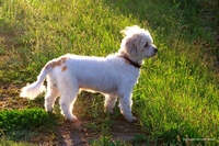 Lovable dogs and puppies